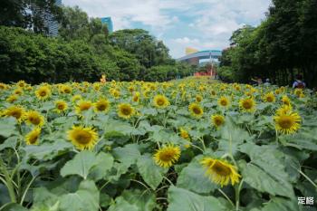 免费！地铁直达！深圳这些地方一天玩遍  -图27