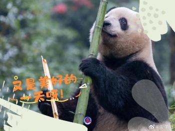 拿走不谢！大熊猫超治愈甜美祝福壁纸  -图8