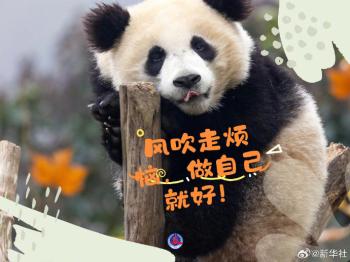 拿走不谢！大熊猫超治愈甜美祝福壁纸  -图9